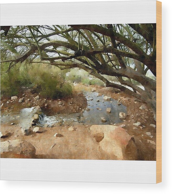 Gilbertarizona Wood Print featuring the photograph Desert Oasis
gilbert Riparian Preserve by Karyn Robinson