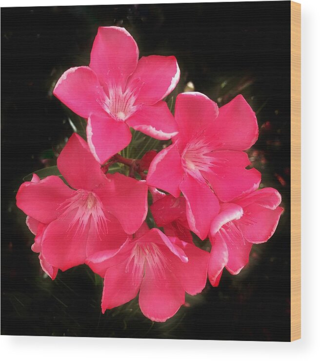 Desert Rose Wood Print featuring the photograph Desert Rose by Anne Sands