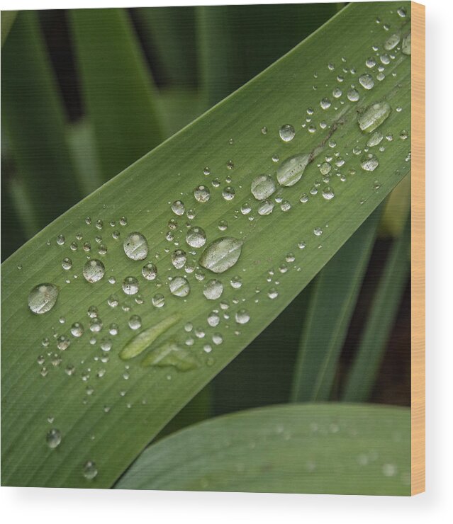 Jean Noren Wood Print featuring the photograph Dew Drops on Leaf by Jean Noren