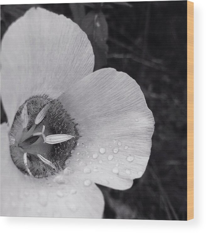 Black And White Wood Print featuring the photograph DewDrop by Cory Keene