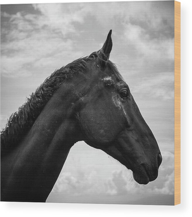 Horses Wood Print featuring the photograph Dirty But Dignified by Aleck Cartwright