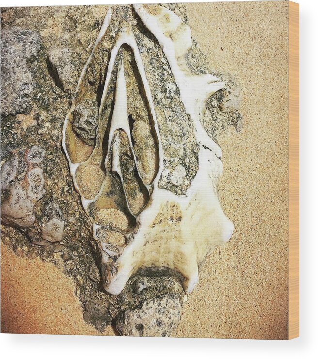 Shell Wood Print featuring the photograph Discovery at low tide by AnneMarie Welsh