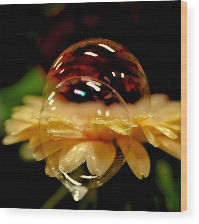 David Patterson Wood Print featuring the photograph Double Bubble Flower by David Patterson