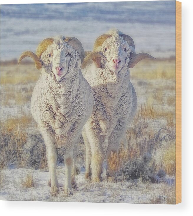 Sheep Wood Print featuring the photograph Double the Ram Power by Amanda Smith