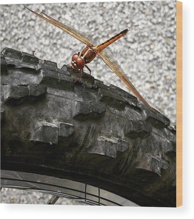 Insect Wood Print featuring the photograph Dragon Fly Perched On Bicycle Tire by Juan Silva