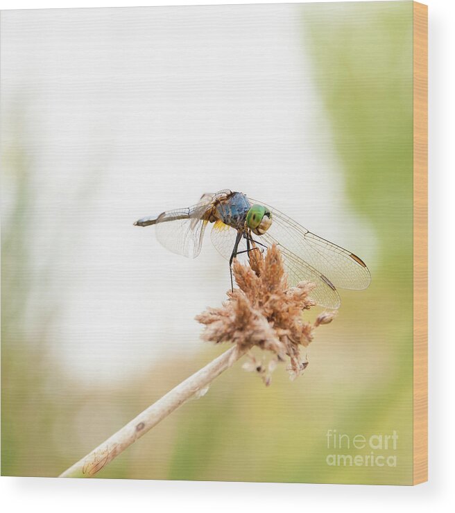 Nature Wood Print featuring the photograph Dragonfly Perch by Eric Hebard