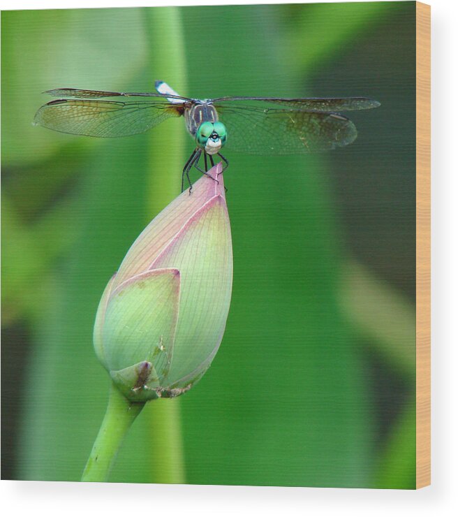 Dragonfly Wood Print featuring the photograph Dragonfly VA 1 by Diana Douglass