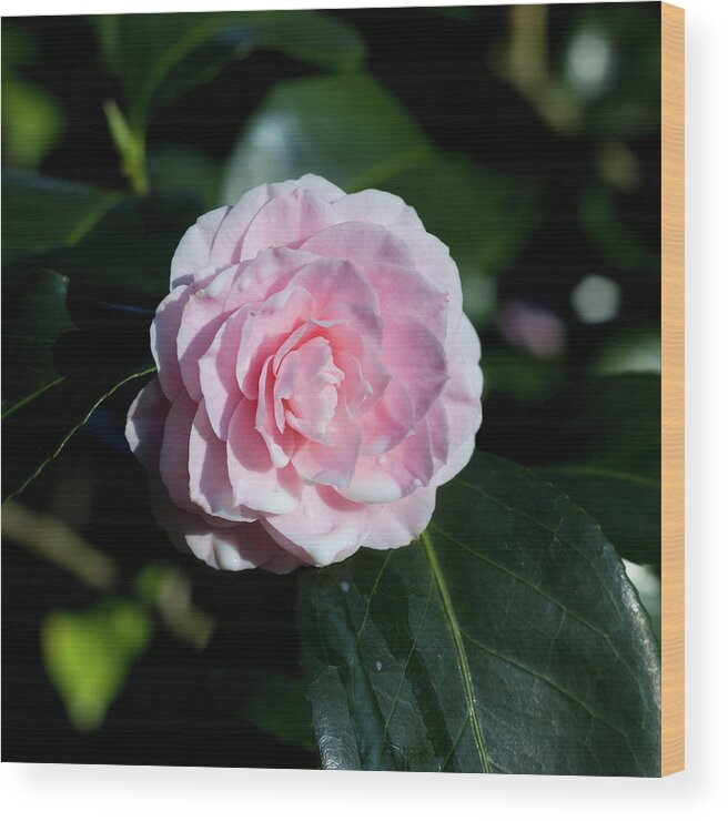 Nature Wood Print featuring the photograph Dripping camellia 1 by Helga Novelli