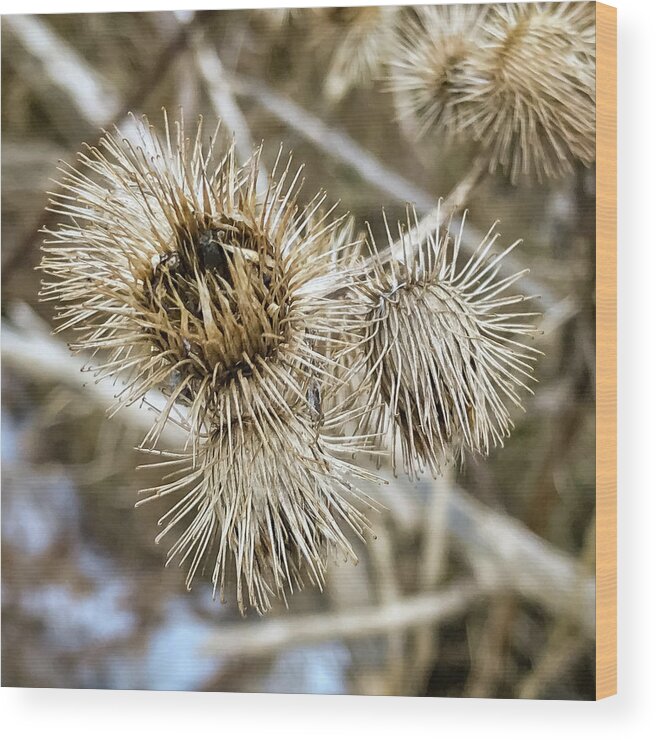 Botanical Wood Print featuring the photograph Dry thistle buds by SAURAVphoto Online Store