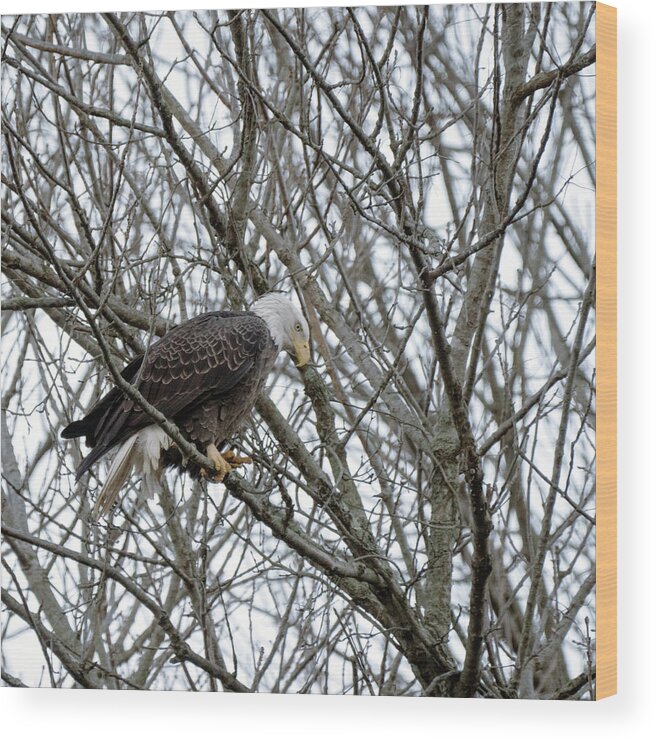 Birds Wood Print featuring the photograph Eagel 3 by Paul Ross