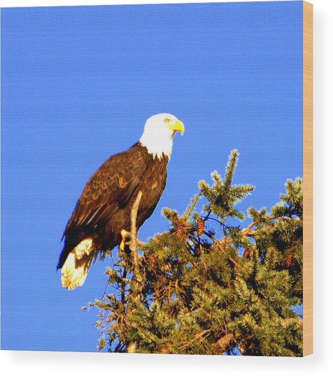 Eagle Wood Print featuring the photograph Eagle by Jerry Cahill