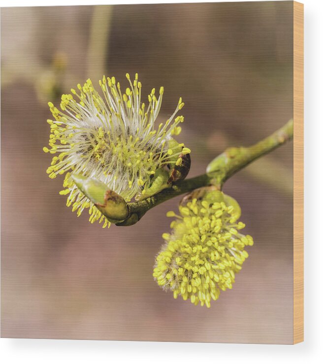 Spring Wood Print featuring the photograph Early Catkins by Nick Bywater