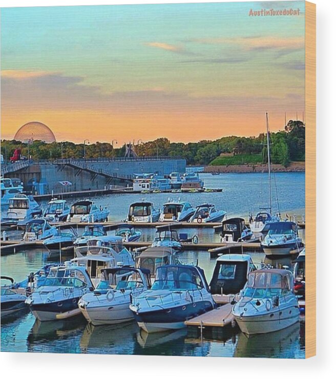 Sunrise_and_sunsets Wood Print featuring the photograph Early #evening At The Old #port Of by Austin Tuxedo Cat