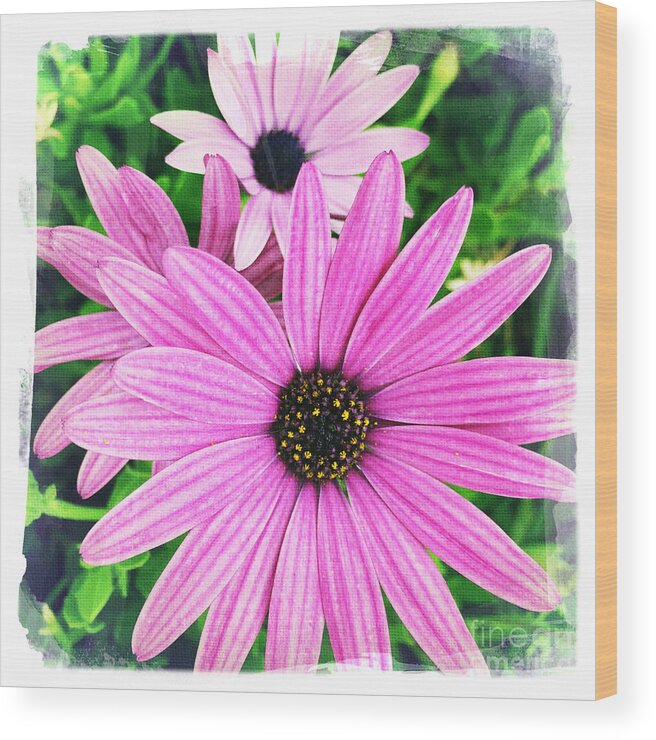 Eastern Purple Coneflower Wood Print featuring the photograph Eastern Purple Coneflower by Nina Prommer