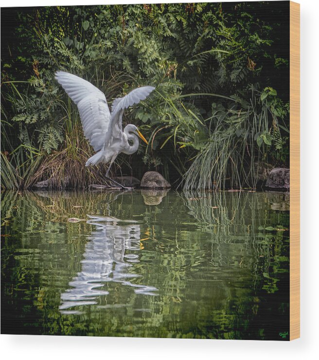 Egret Wood Print featuring the photograph Egret Hunting for Lunch by Chris Lord