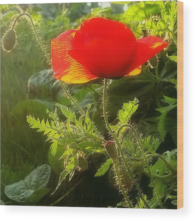 Poppy Wood Print featuring the photograph Red Poppy at Sunset by Amanda Smith