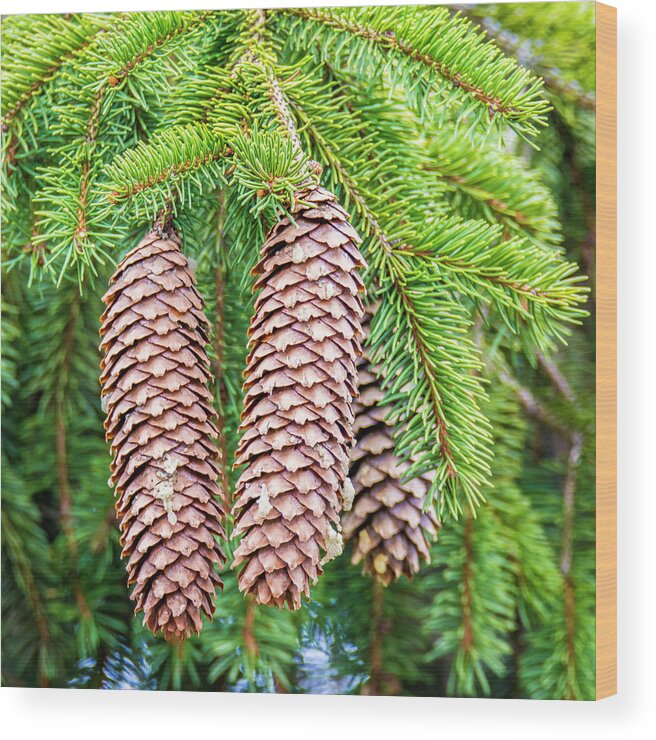 Evergreen Wood Print featuring the photograph Evergreen Fruit by Cathy Kovarik