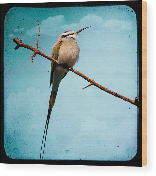 Bird Wood Print featuring the photograph Exotic birds - White throated bee eater by Gary Heller