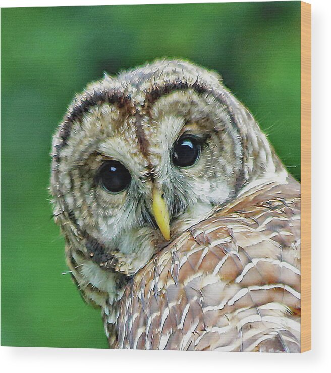 0wl Wood Print featuring the photograph Eye On You by Gina Fitzhugh