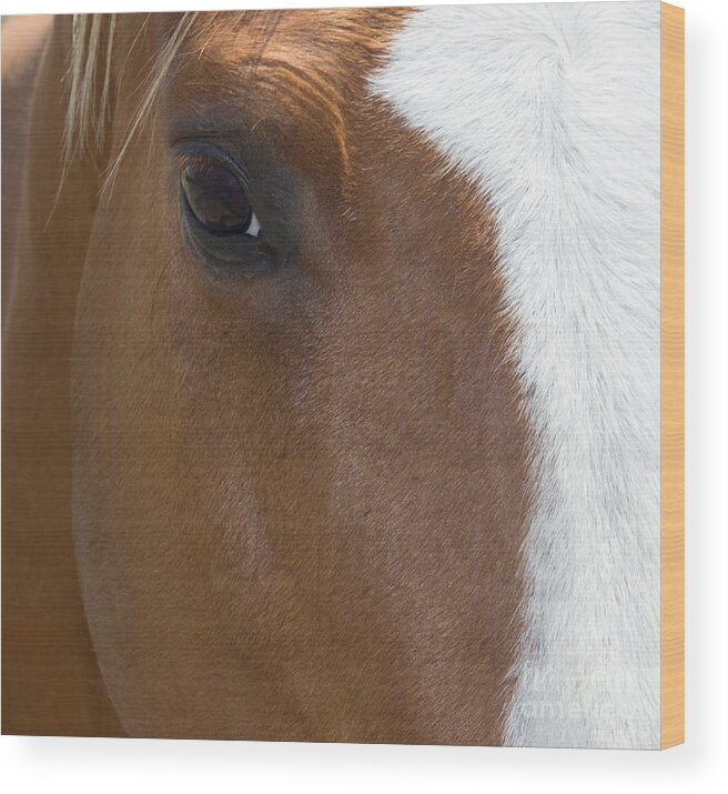 Eye Wood Print featuring the photograph Eye on You Horse by Roberta Byram