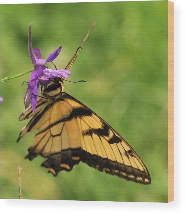 Swallowtail Butterfly Wood Print featuring the photograph Face First Too by Michelle DiGuardi