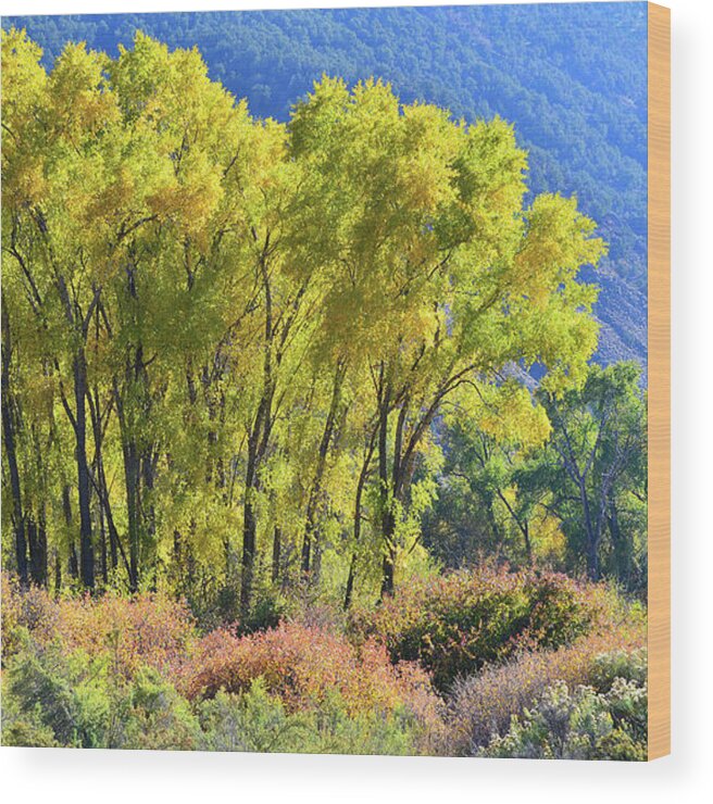 Colorado Wood Print featuring the photograph Fall Colors Along Colorado River near Silt by Ray Mathis