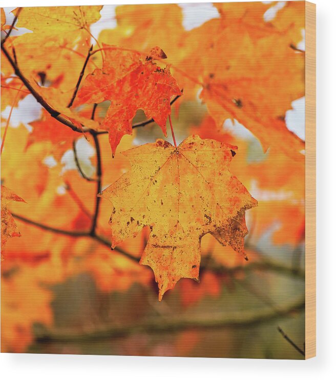 Landscape Wood Print featuring the photograph Fall Maple Leaf by Joe Shrader