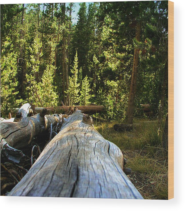 Forest Wood Print featuring the photograph Falling for You by Karen Musick