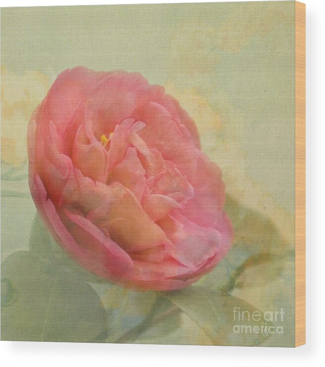 Camellia Wood Print featuring the photograph February Camellia by Cindy Garber Iverson