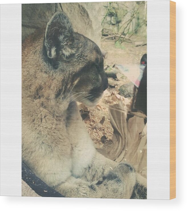 Cougar Wood Print featuring the photograph Fell In Love With This Beauty | #cougar by Kaylee Bays