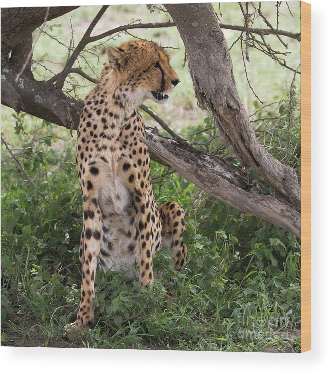 Arusha Wood Print featuring the photograph Female cheetah under a tree in Serengeti region by RicardMN Photography