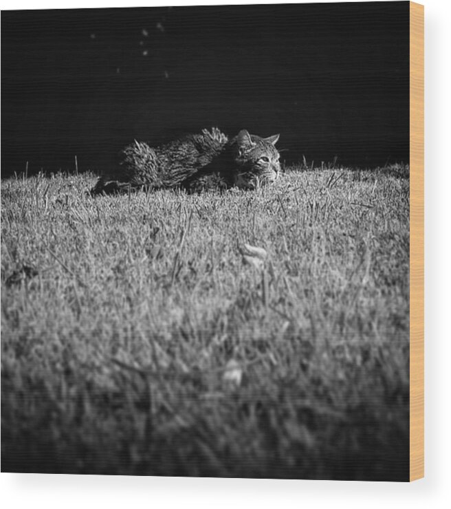 Grass Wood Print featuring the photograph Flat Cat by Rafa Rivas