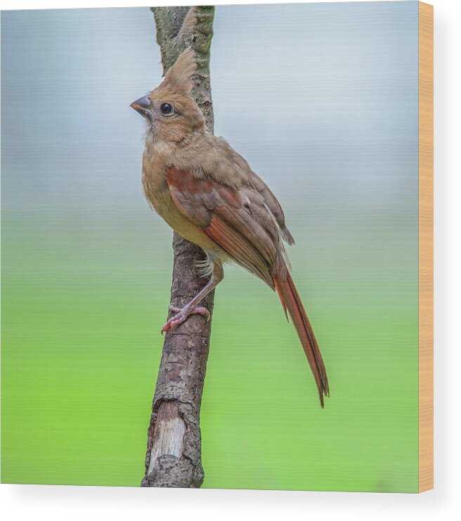Bird Wood Print featuring the photograph Fledgling Cardinal by Cathy Kovarik