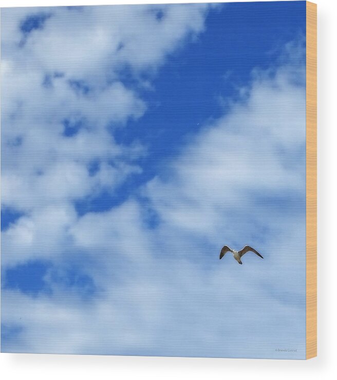 Flight Of The Seagull 2 Wood Print featuring the photograph Flight of the Seagull 2 by Dark Whimsy