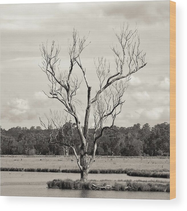 Flooded Wood Print featuring the photograph Flooded Tree by Nicholas Blackwell
