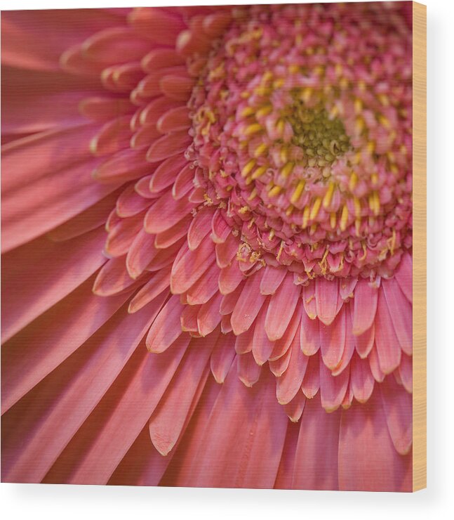 Flower Wood Print featuring the photograph Flower by George Robinson