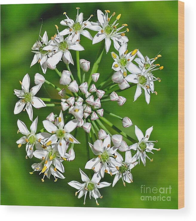 Photography Wood Print featuring the photograph Flowering Garlic Chives by Kaye Menner