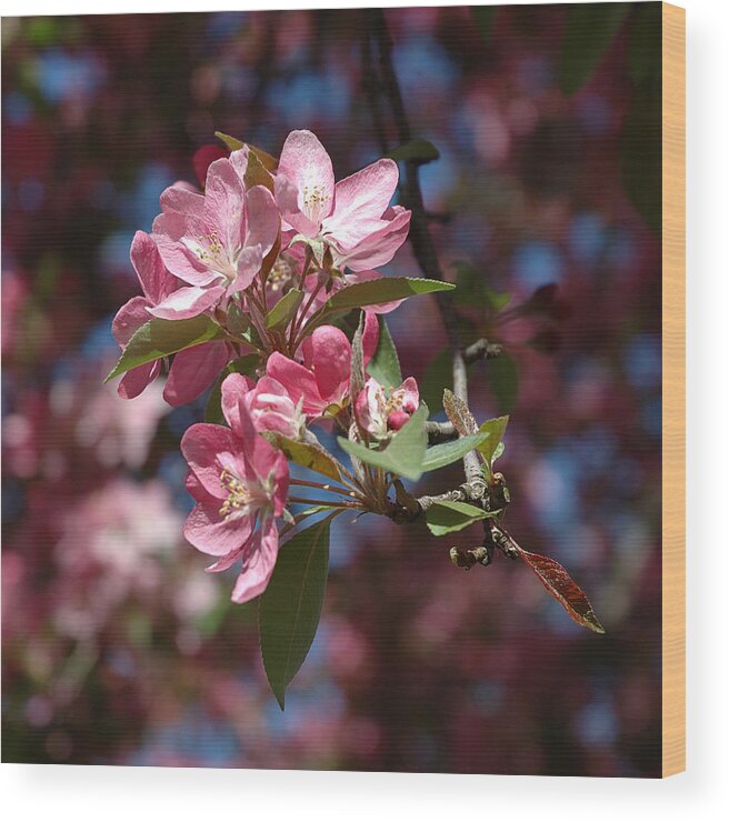 Dogwood Wood Print featuring the photograph Flowering Pink Dogwood by Frank Mari