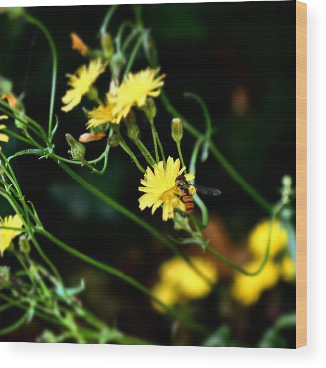Beautiful Wood Print featuring the photograph #flowers #flower #tagsforlikes #petal by Jason Roust