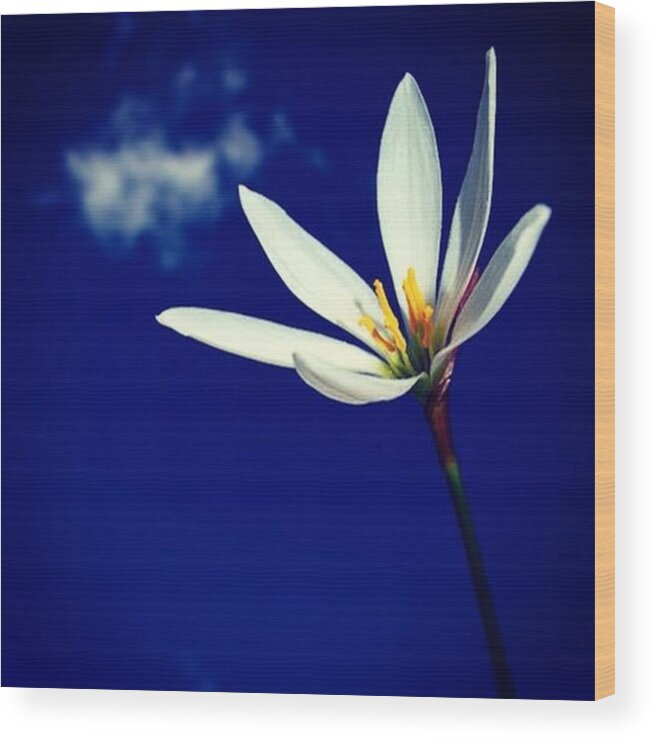 Beautiful Wood Print featuring the photograph #flowers #flower #tagsforlikes.com by Stuart Coutts