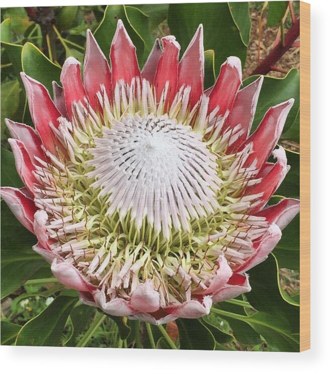  Wood Print featuring the photograph Flowers Of The Tropics by Darice Machel McGuire