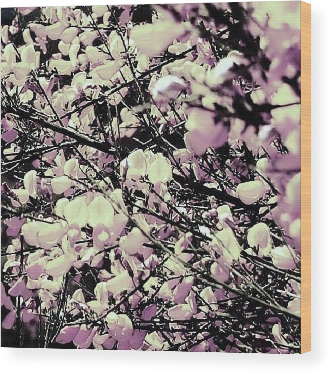 Flowers Wood Print featuring the photograph Fluttery Elegance by HweeYen Ong