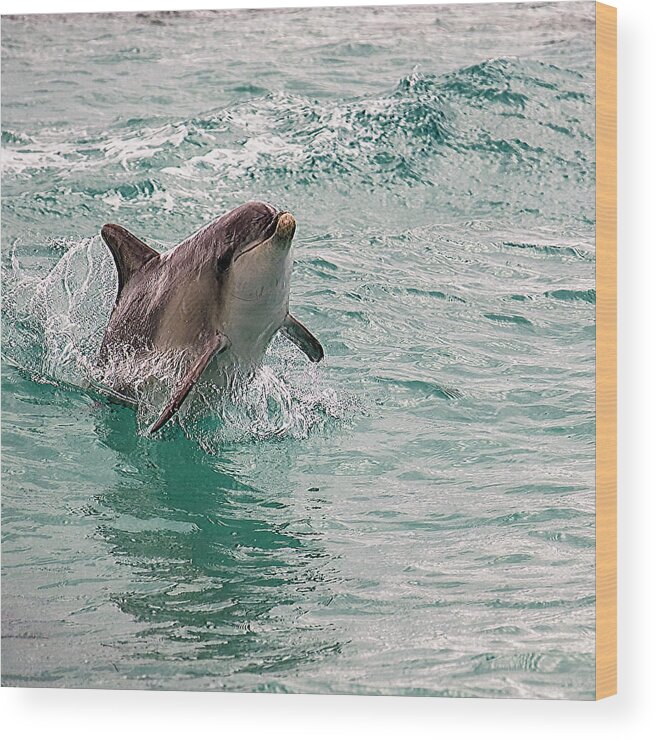 Dolphin Wood Print featuring the photograph Freedom by Catherine Reading