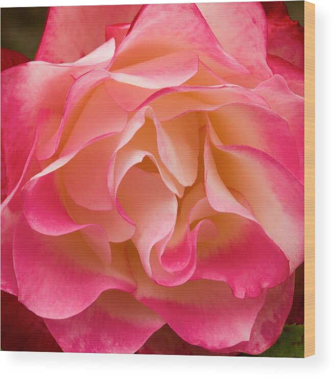 Frills Of A Rose Wood Print featuring the photograph Frills of a Rose by Bonnie Follett