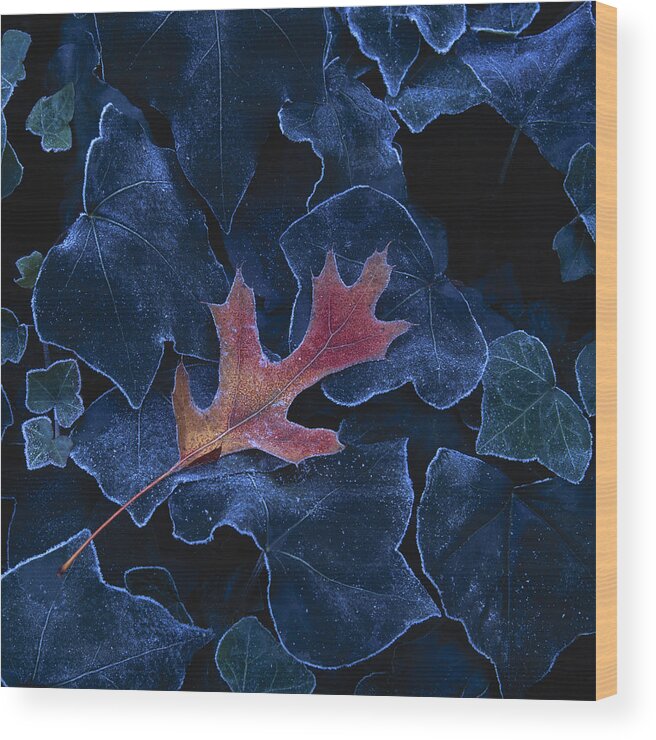 Fall Wood Print featuring the photograph Frosted Leaf and Ivy by Rod Kaye