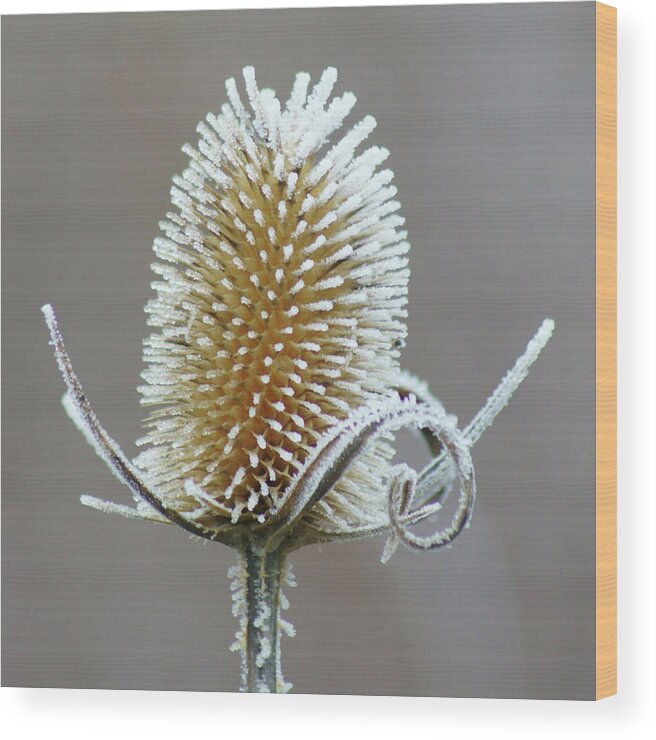 Hoar Frost Wood Print featuring the photograph Frosted Teasel by Nikolyn McDonald
