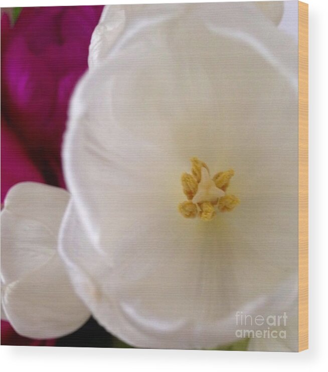 Flowers Wood Print featuring the photograph Gentle			 by Denise Railey