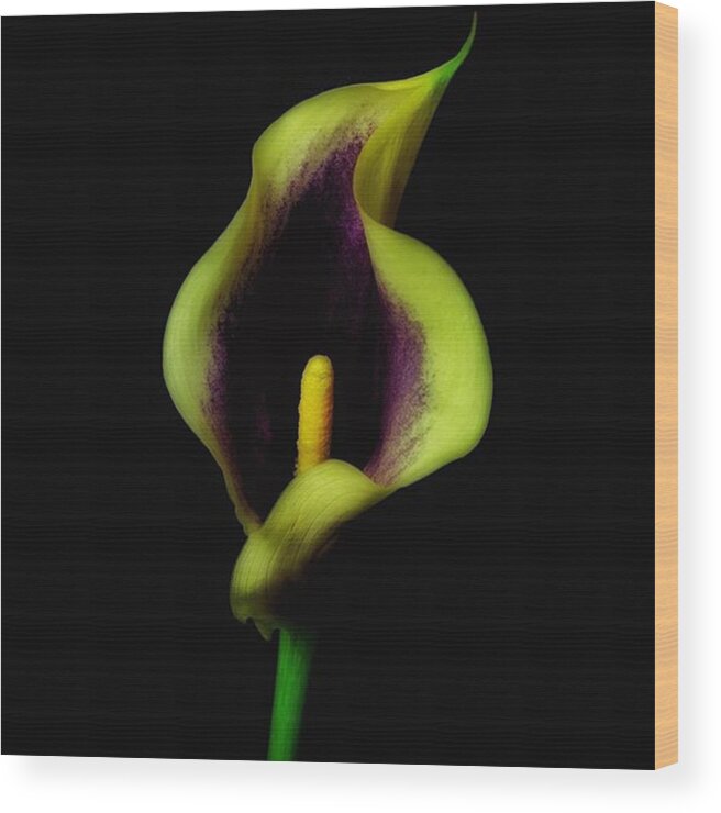 Fujix Wood Print featuring the photograph @gillespieflorists #picassocallalily by David Haskett II