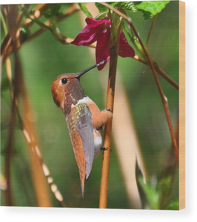 Rufous Hummingbird Wood Print featuring the photograph Glimpse by Carl Olsen