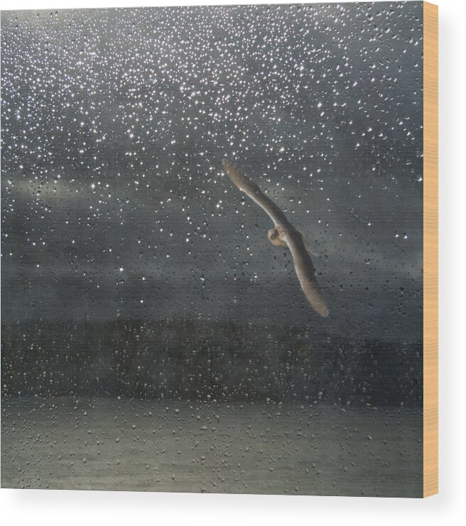 Rain Wood Print featuring the photograph Glistening Tears by Sally Banfill